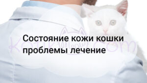 Read more about the article Состояние кожи кошки проблемы лечение