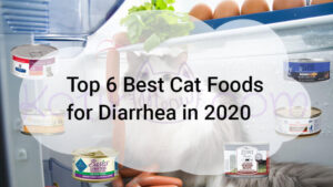 Read more about the article Top 6 Best Cat Foods for Diarrhea in 2020
