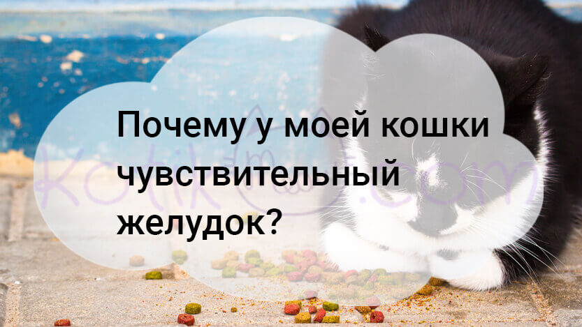 Read more about the article Почему у моей кошки чувствительный желудок?