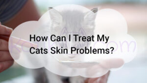 Read more about the article How Can I Treat My Cats Skin Problems?