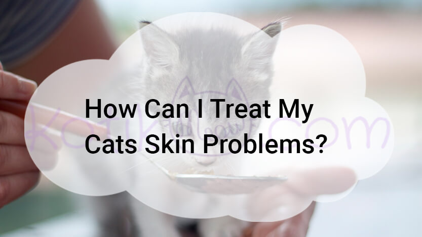Read more about the article How Can I Treat My Cats Skin Problems?