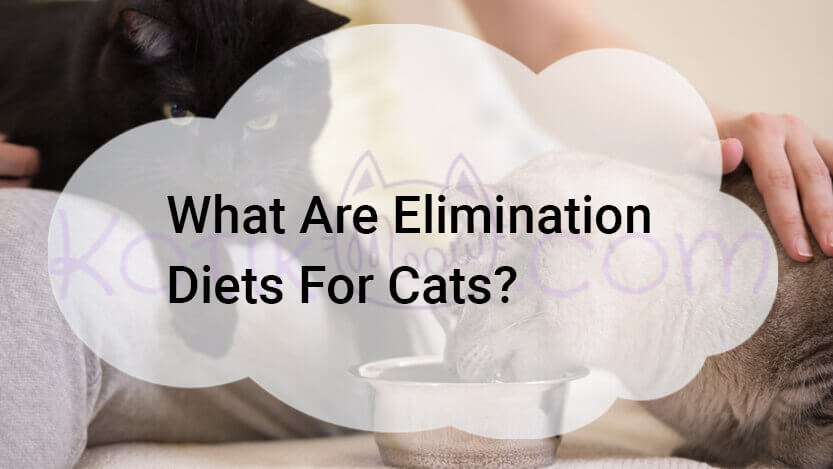 Read more about the article What Are Elimination Diets For Cats?