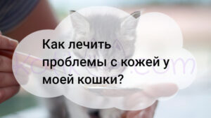 Read more about the article Как лечить проблемы с кожей у моей кошки?