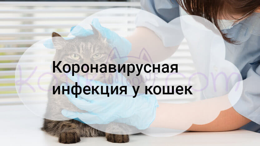 Read more about the article Коронавирусная инфекция у кошек