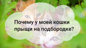 Read more about the article Почему у моей кошки прыщи на подбородке?
