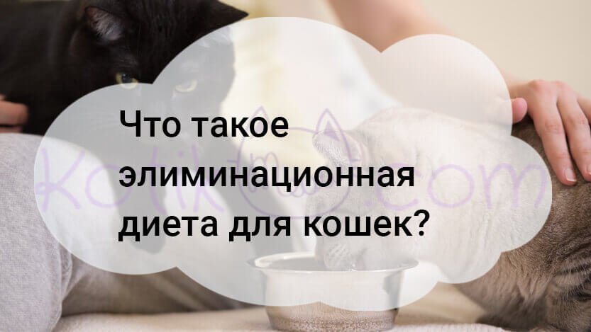 Read more about the article Что такое элиминационная диета для кошек?