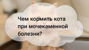 Read more about the article Чем кормить кота при мочекаменной болезни?