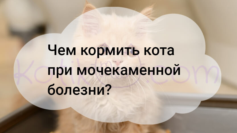Read more about the article Чем кормить кота при мочекаменной болезни?