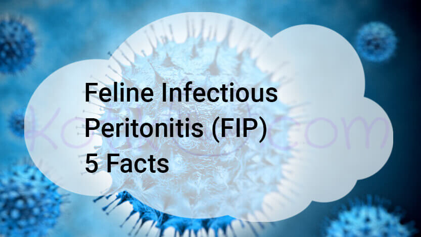 Read more about the article Feline Infectious Peritonitis (FIP) 5 Facts