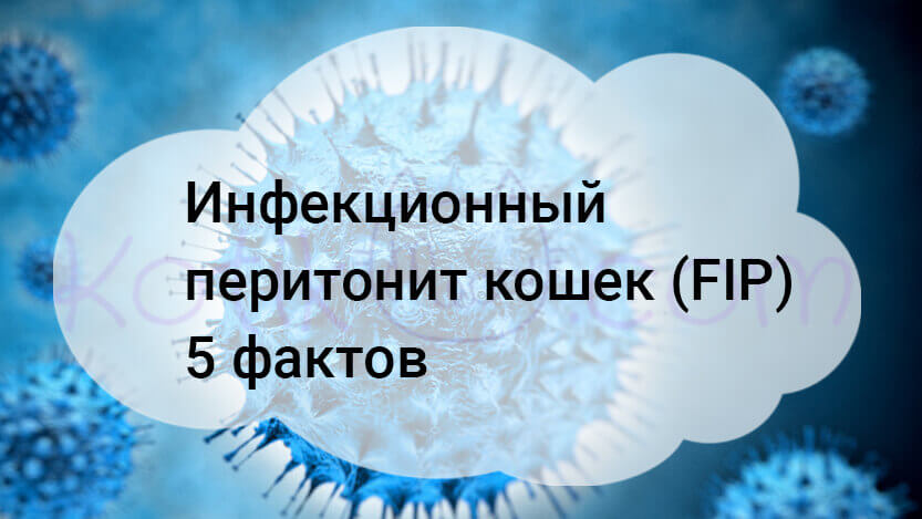 Read more about the article Инфекционный перитонит кошек (FIP) 5 фактов