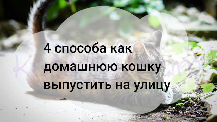 Read more about the article 4 способа как домашнюю кошку выпустить на улицу