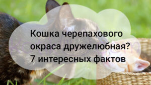 Read more about the article Кошка черепахового окраса дружелюбная? 7 интересных фактов