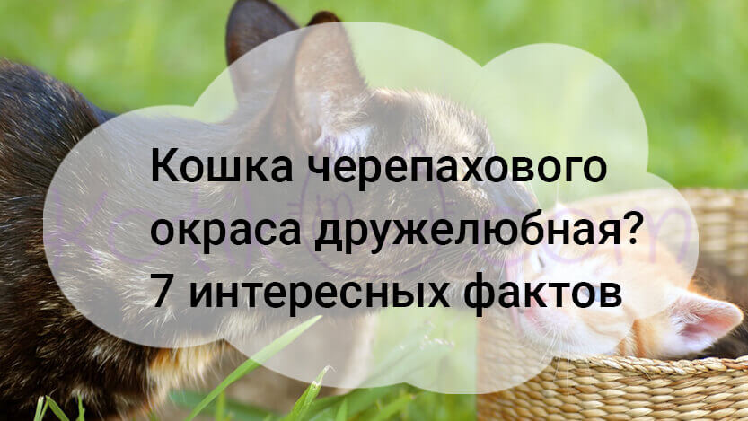Read more about the article Кошка черепахового окраса дружелюбная? 7 интересных фактов