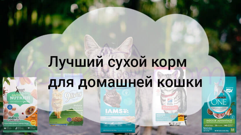 Read more about the article Лучший сухой корм для домашней кошки