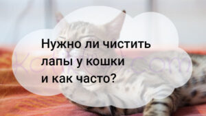 Read more about the article Нужно ли чистить лапы у кошки и как часто?