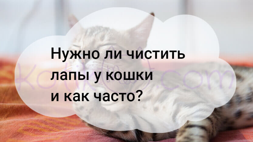 Read more about the article Нужно ли чистить лапы у кошки и как часто?