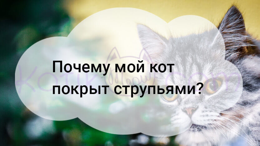 Read more about the article Почему мой кот покрыт струпьями?
