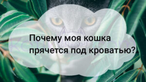 Read more about the article Почему мой кот прячется под кроватью?