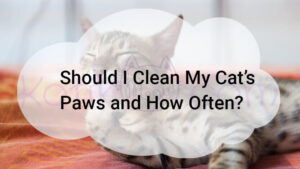 Read more about the article Should I Clean My Cat’s Paws and How Often?