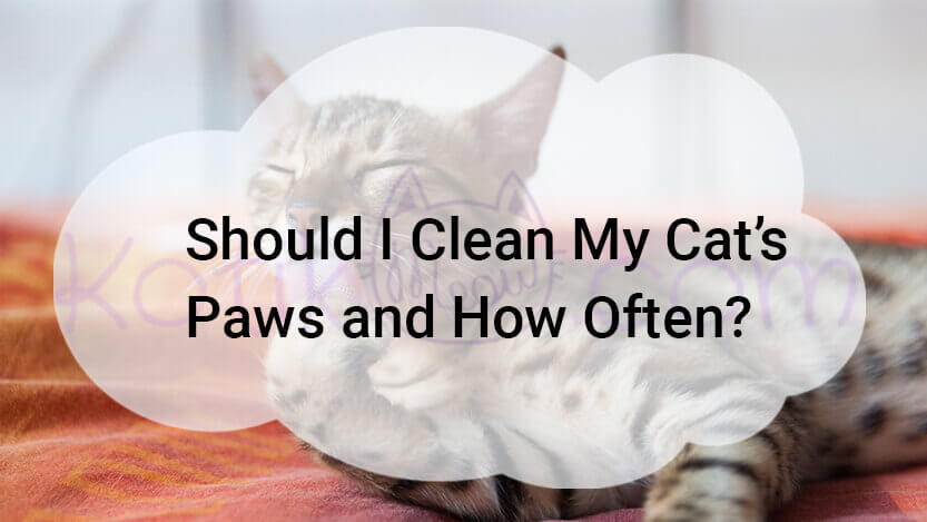 Read more about the article Should I Clean My Cat’s Paws and How Often?
