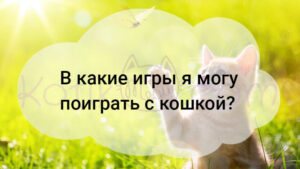 Read more about the article В какие игры я могу поиграть с кошкой?