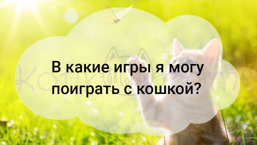 Read more about the article В какие игры я могу поиграть с кошкой?