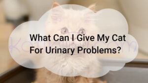 Read more about the article What Can I Give My Cat For Urinary Problems?