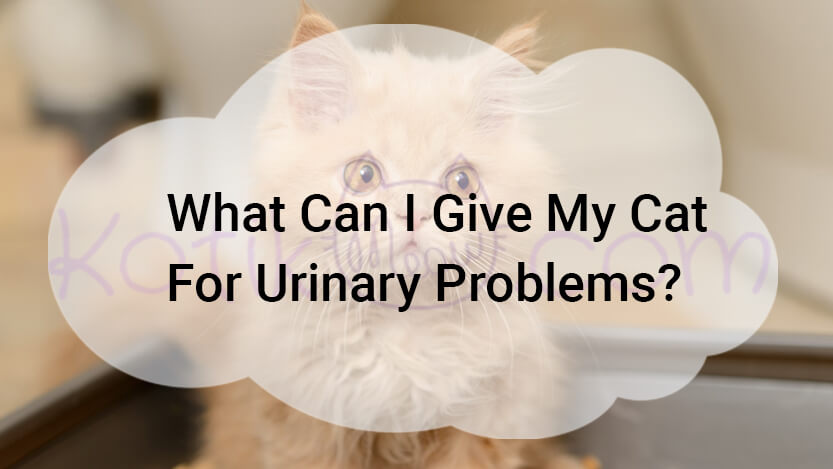 Read more about the article What Can I Give My Cat For Urinary Problems?