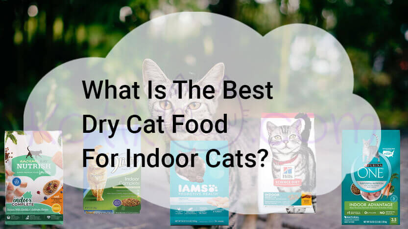 Read more about the article What Is The Best Dry Cat Food For Indoor Cats?