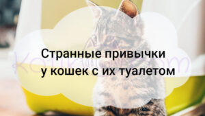 Read more about the article Странные привычки у кошек с их туалетом