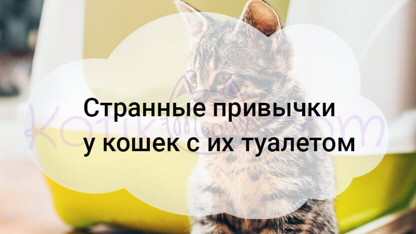 Read more about the article Странные привычки у кошек с их туалетом
