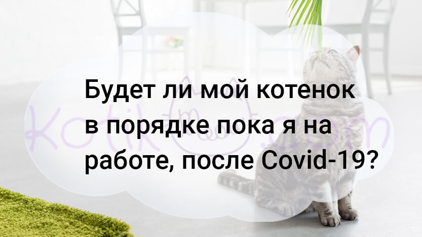 Read more about the article Будет ли мой котенок в порядке пока я на работе, после Covid-19?