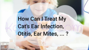 Read more about the article How Can I Treat My Cat’s Ear Infection, Otitis?