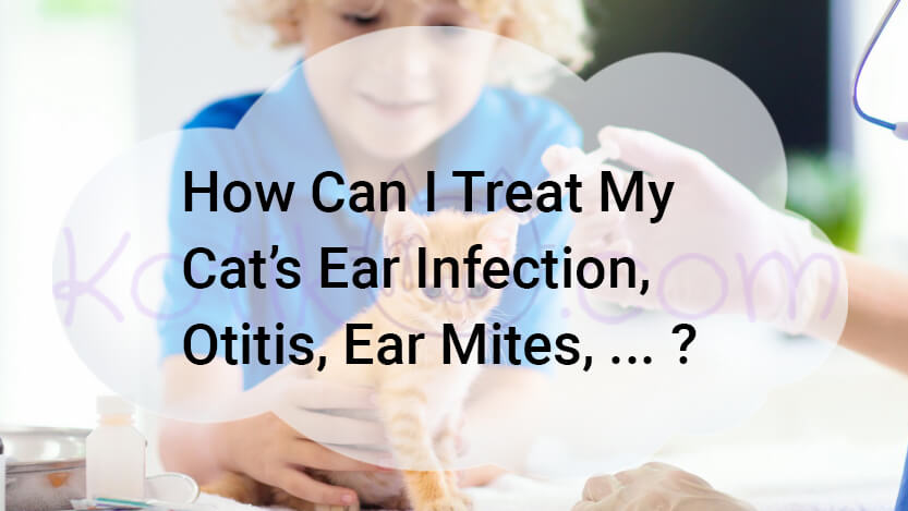 Read more about the article How Can I Treat My Cat’s Ear Infection, Otitis?