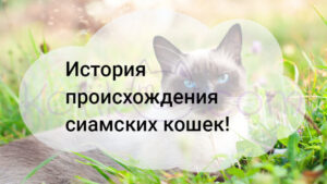 Read more about the article История происхождения сиамских кошек!