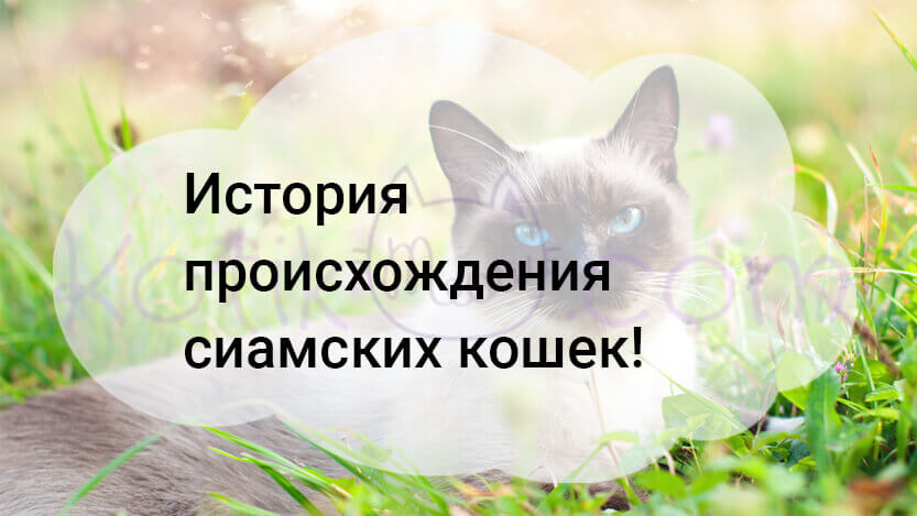 Read more about the article История происхождения сиамских кошек!