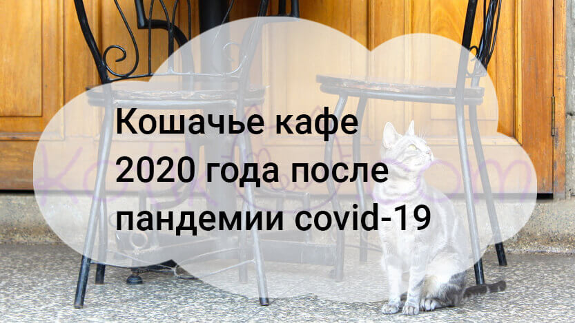 Read more about the article Кошачье кафе 2020 года после пандемии covid-19