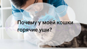 Read more about the article Почему у моей кошки горячие уши?
