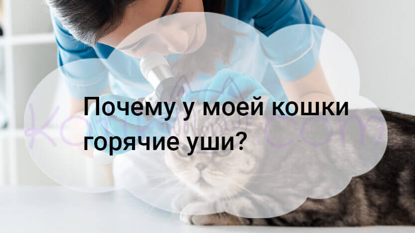 Read more about the article Почему у моей кошки горячие уши?