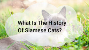 Read more about the article What Is The History Of Siamese Cats?