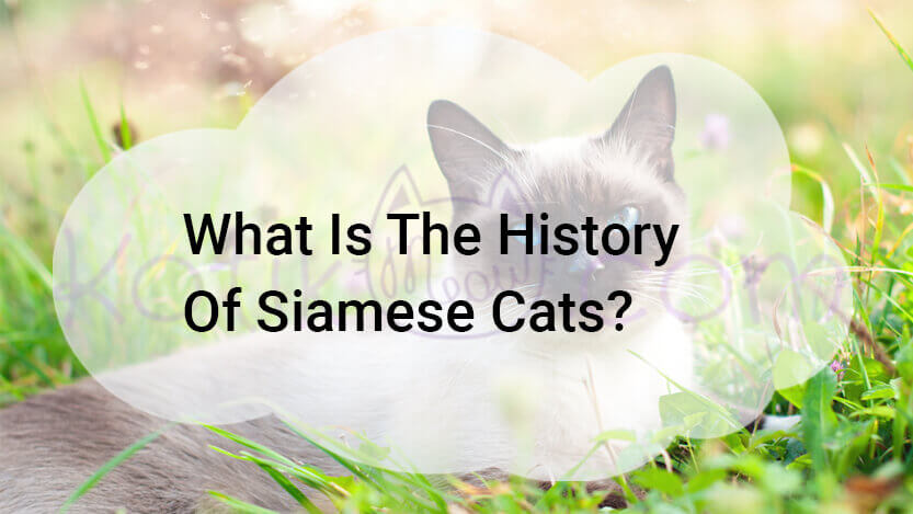 Read more about the article What Is The History Of Siamese Cats?