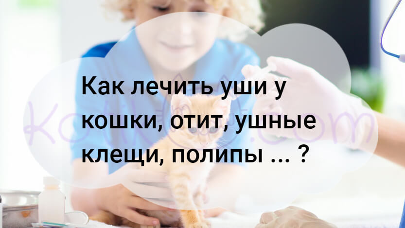 Read more about the article Как лечить уши у кошки, отит, ушные клещи, … ?