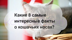 Read more about the article Какие 8 самые интересные факты о кошачьих носах?