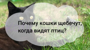 Read more about the article Почему кошки щебечут, когда видят птиц?
