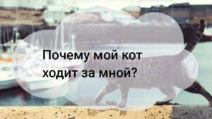 Read more about the article Почему мой кот ходит за мной?