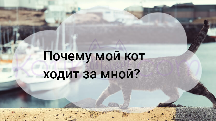 Read more about the article Почему мой кот ходит за мной?