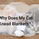 Why Does My Cat Knead Blankets?