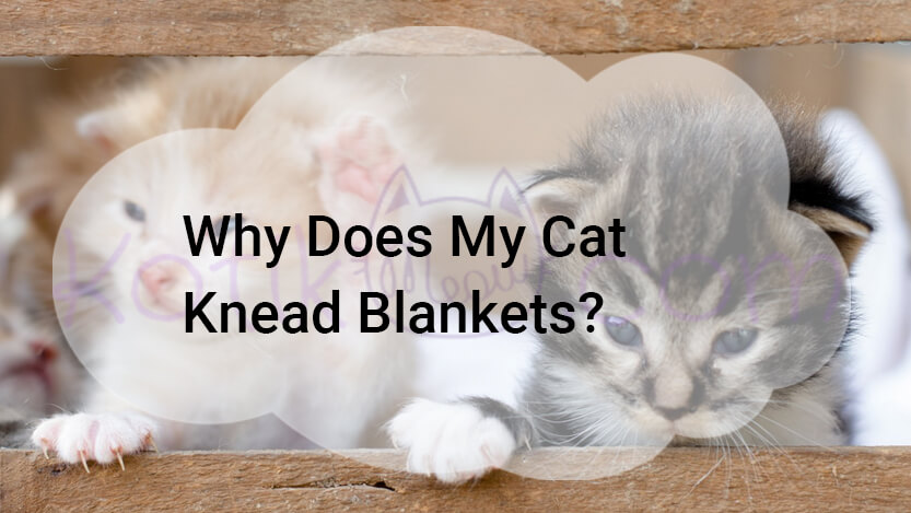 You are currently viewing Why Does My Cat Knead Blankets?