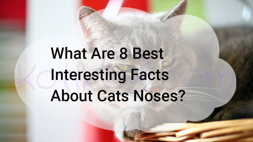 Read more about the article What 8 Best Interesting Facts About Cats Noses?