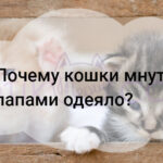 Почему кошки мнут лапами одеяло?